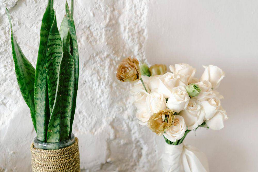 ilustrasi sansevieria (pexels.com/Bruno Cervera)