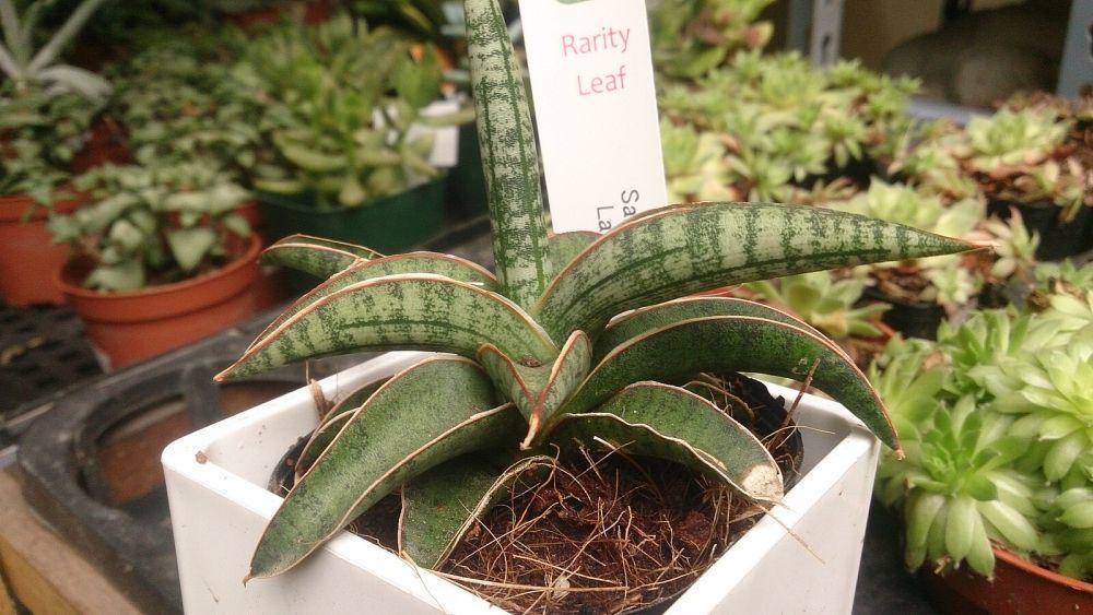 ilustrasi sansevieria (commons.m.wikimedia.org/Mokkie)