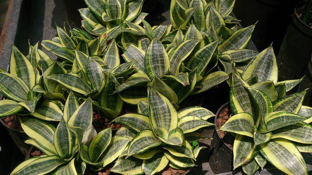 ilustrasi sansevieria (commons.m.wikimedia.org/Mokkie)