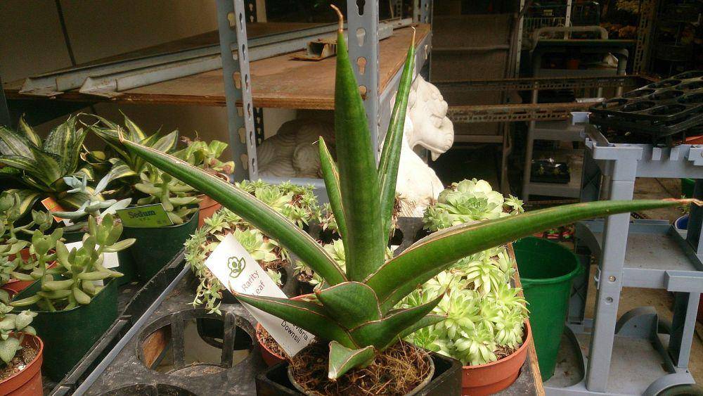 ilustrasi sansevieria (commons.m.wikimedia.org/Mokkie)