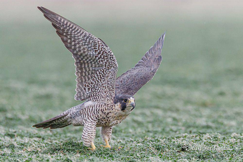 elang peregrine (commons.wikimedia.org/Hari K Patibanda)