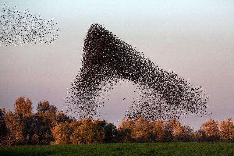 Starlings Murmuration. (www.timesofisrael.com)