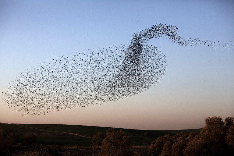 Starlings Murmuration. (www.timesofisrael.com)