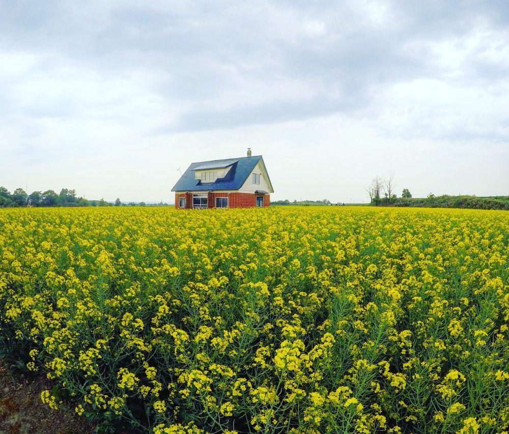 ladang kanola (pixabay.com/kks1122)