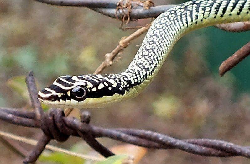 Golden tree snake (commons.wikimedia.org/Len Worthington)