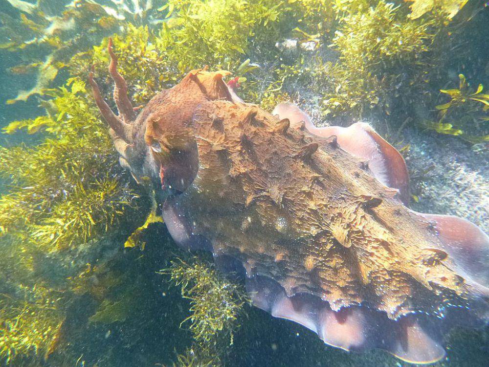 sotong (commons.wikimedia.org/Lachlan Macnaughtan)
