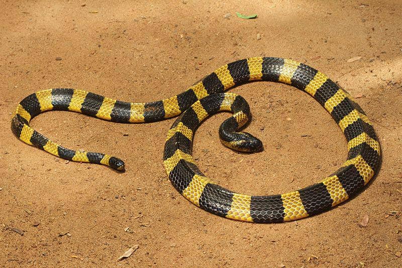 Banded krait (commons.wikimedia.org/Davidraju)