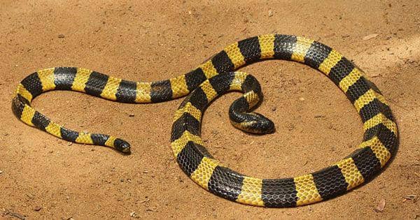 4 Spesies Ular Beracun yang Hidup Singapura, Efeknya Bervariasi!