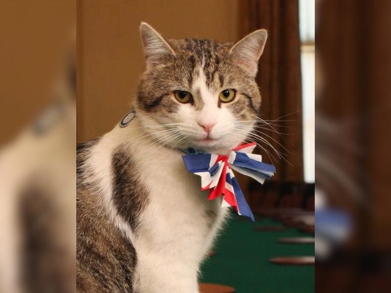 PM Inggris Perkenalkan Kucing Baru Teman Larry di Downing Street