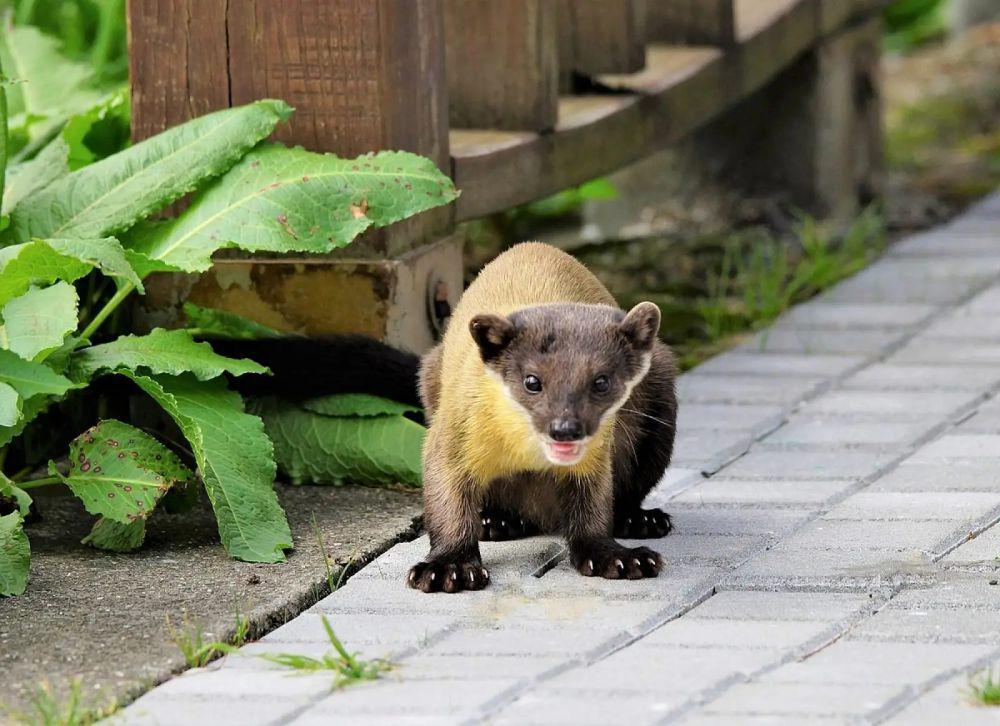 5 Kemampuan Unik Musang Leher-kuning, Mekanisme Pertahanan dari Bau!