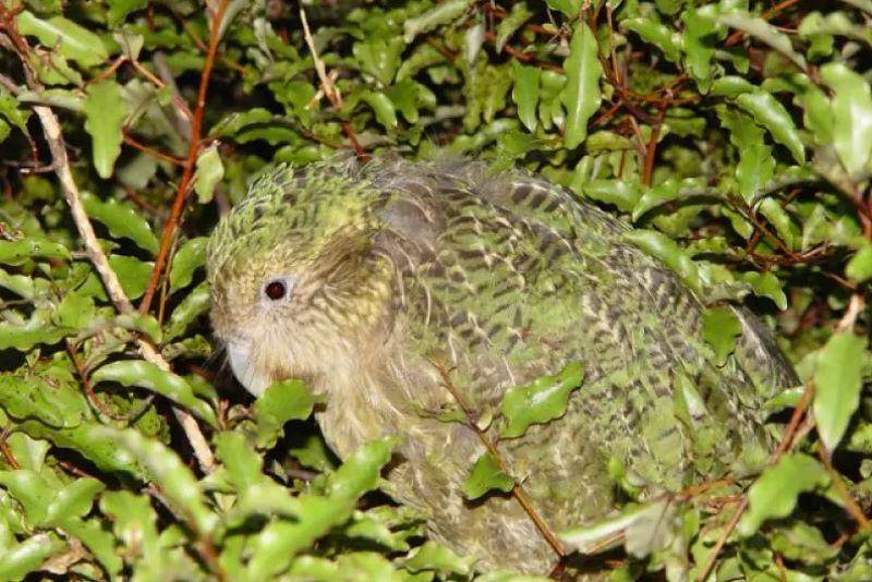 kakapo berkamuflase dengan bulunya (animalia.bio)