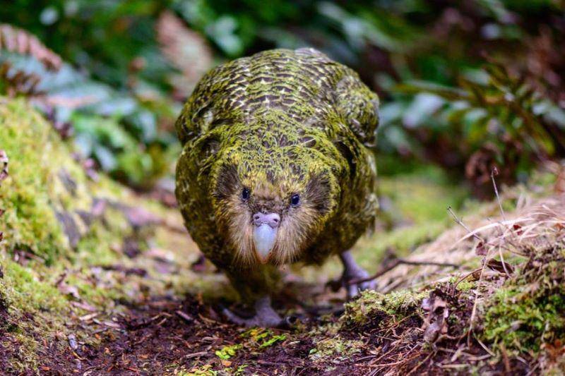 burung beo malam yang tidak bisa terbang (nhm.ac.uk)