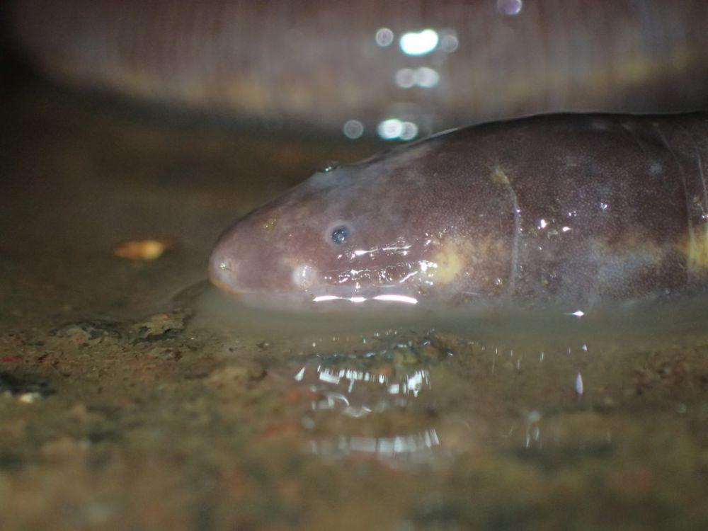 Caecilia jawa (inaturalist.lu/simonmaddock)