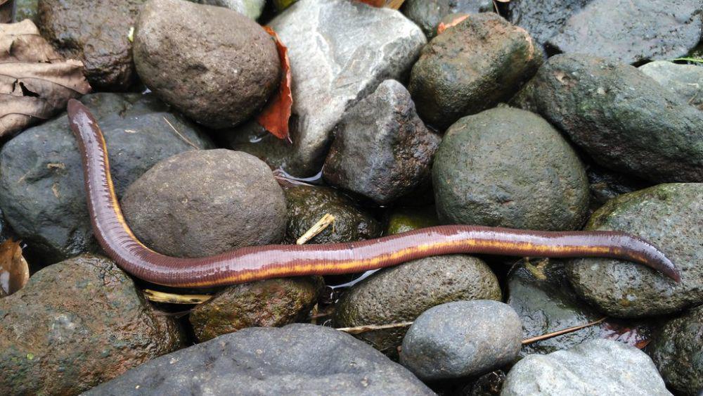 Caecilia jawa (inaturalist.org/gerraldkevin)