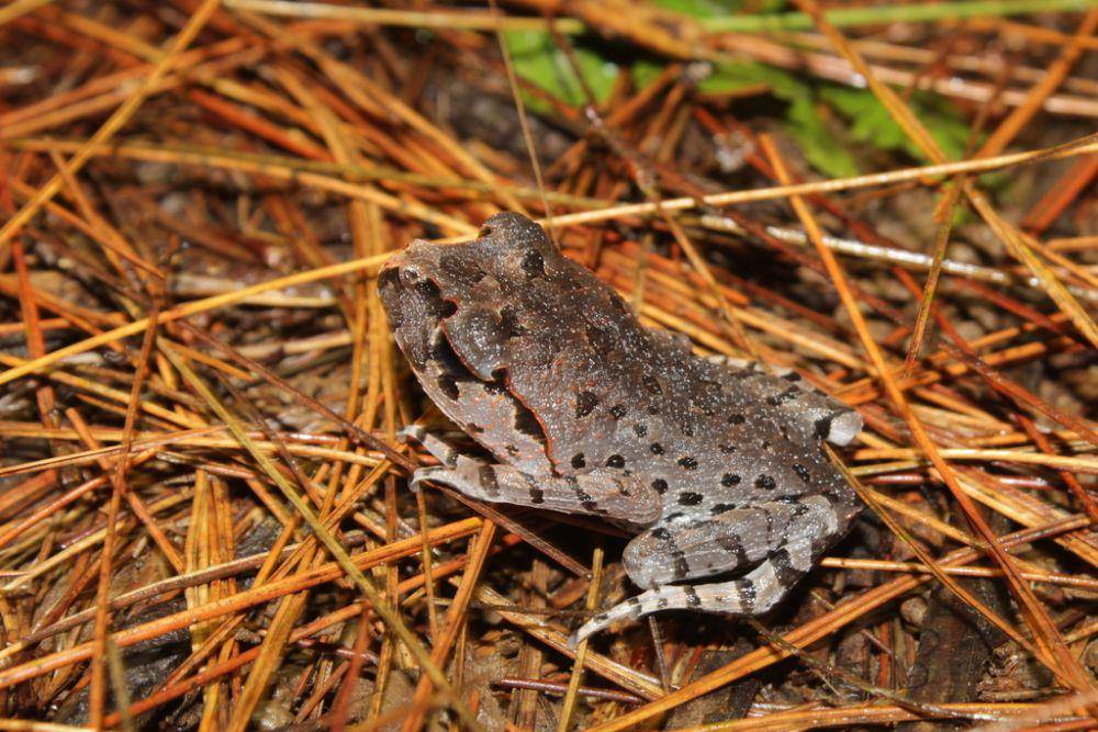 Kodok hasselt (inaturalist.org/Diki Muhamad Chaidir)