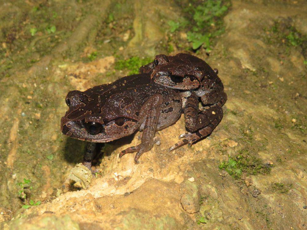 Kodok hasselt (inaturalist.org/Alfonsus Toribio Eko Saputro)