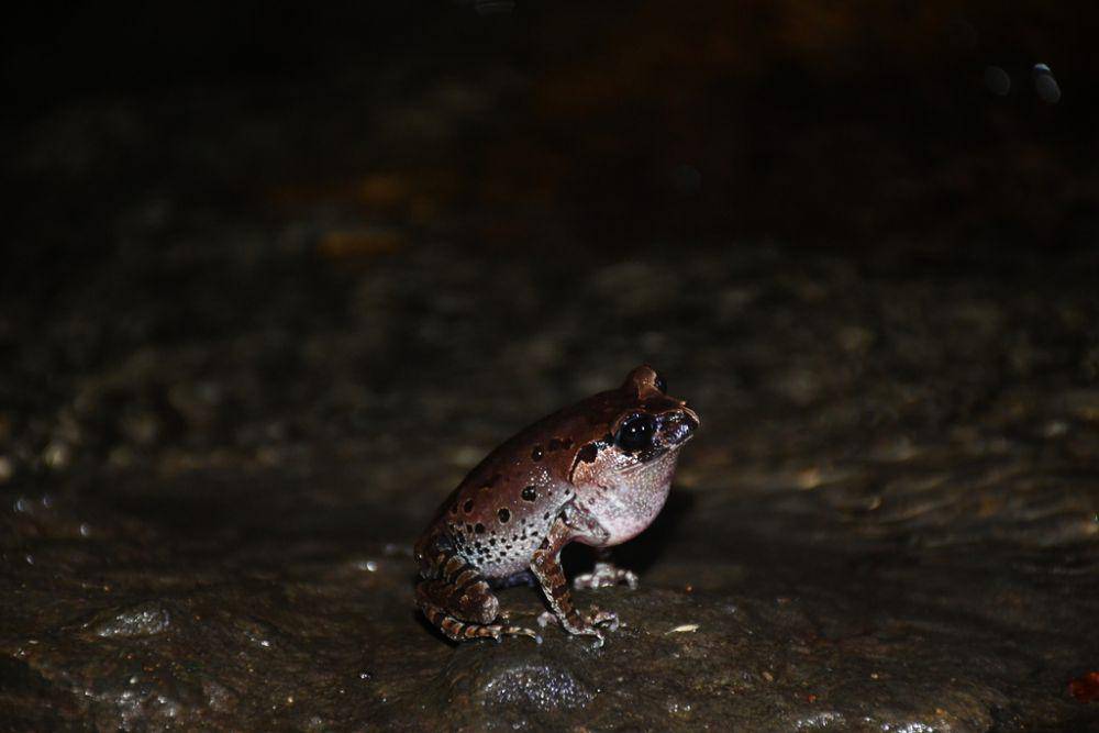 Kodok hasselt (inaturalist.org/Haris Akbar Hidayat)