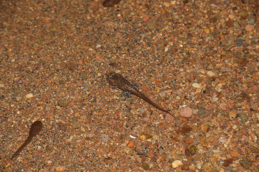 Kecebong kodok hasselt (inaturalist.org/nasythasas)