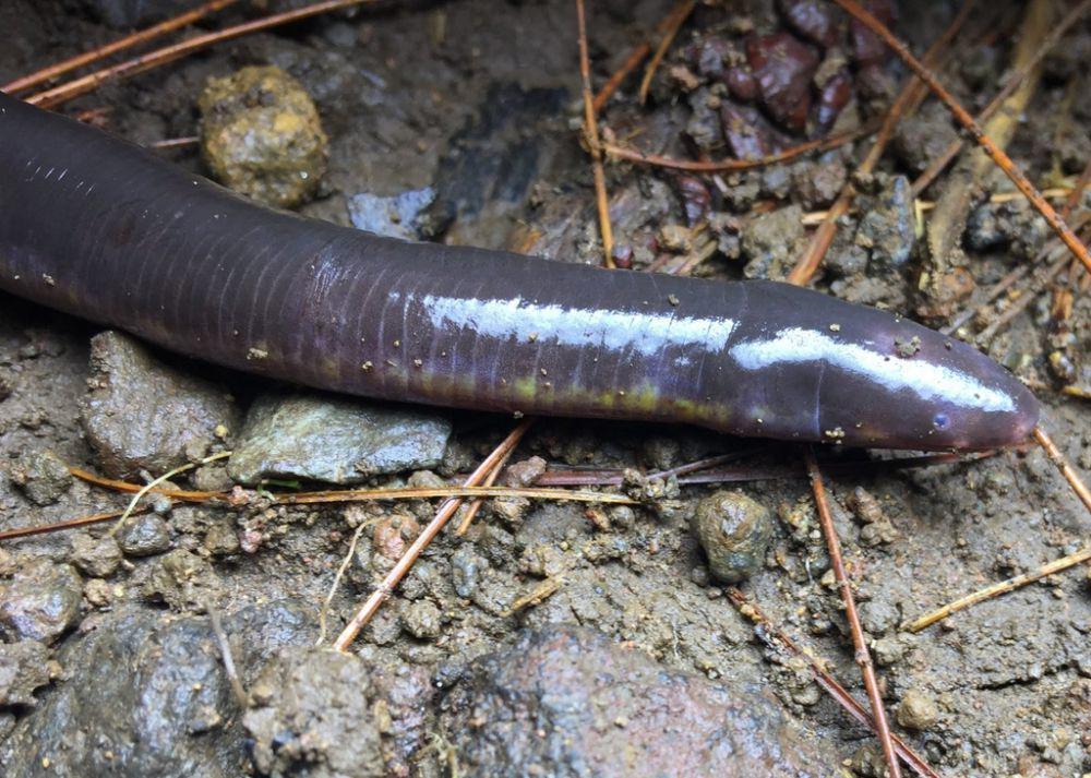 Caecilia jawa (inaturalist.lu/Novita Sari)