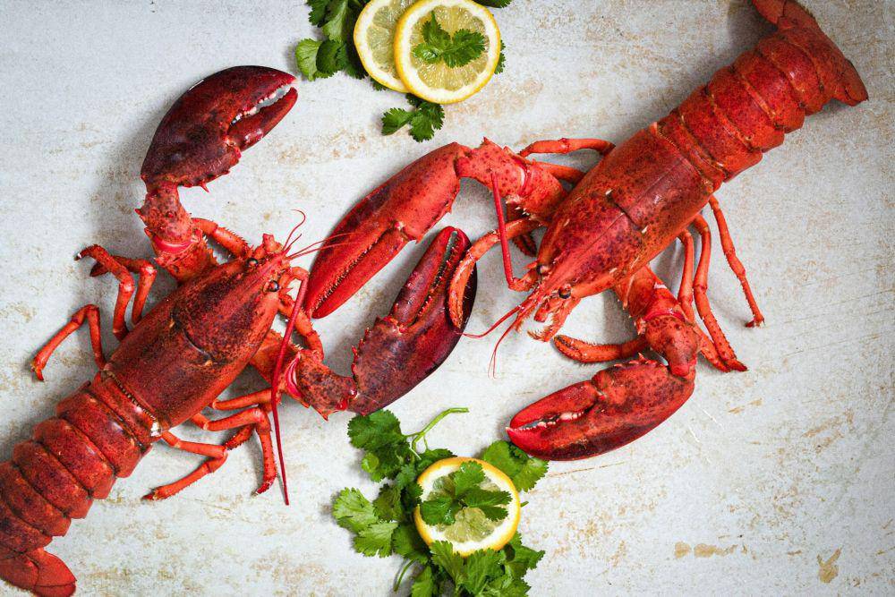 Ilustrasi lobster kukus (unsplash.com/fotoinshadows)