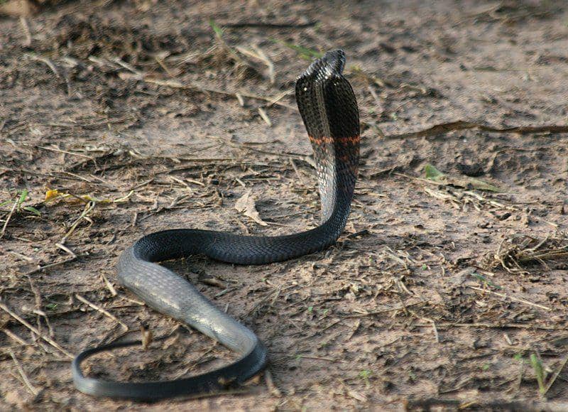 Black spitting cobra (commons.wikimedia.org/Lucykeith-diagne)