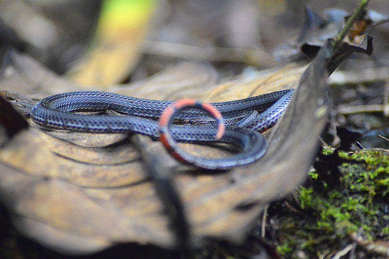 Asian coral snake (commons.wikimedia.org/Aqil F)