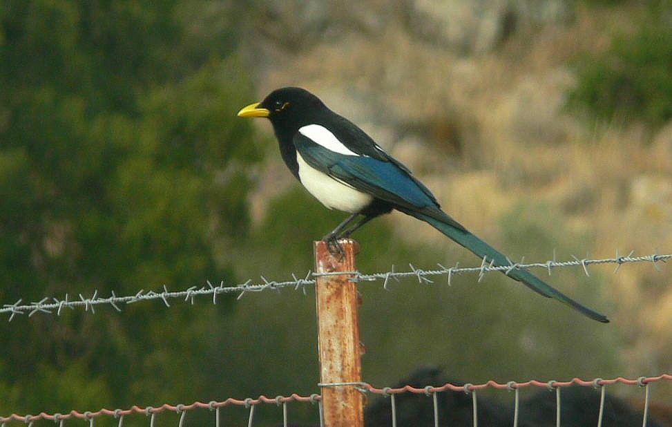 foto burung yellow-billed magpie (commons.m.wikimedia.org/Linda Tanner)