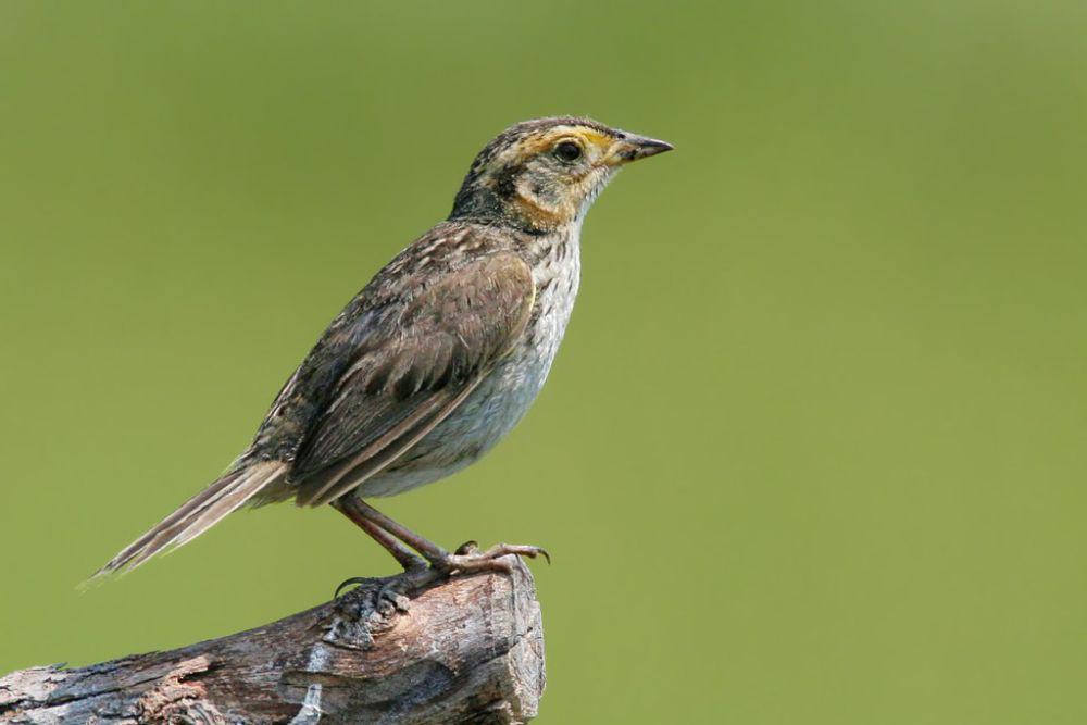foto burung saltmarsh sparrow (commons.m.wikimedia.org/Wolfgang Wander)