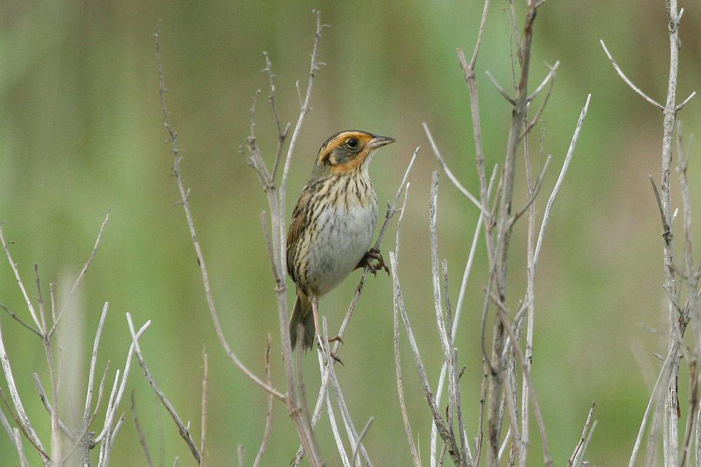 foto burung saltmarsh sparrow (commons.m.wikimedia.org/Dominic Sherony)