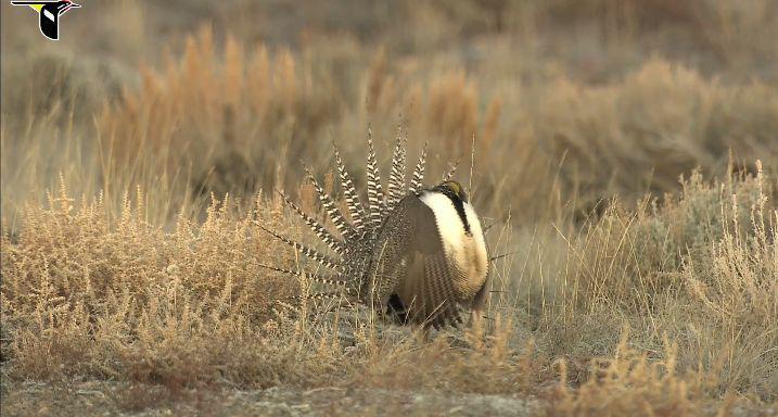 burung gunnison sage-grouse (dok. Cornell Lab of Ornithology/Gunnison Sage-Grouse)