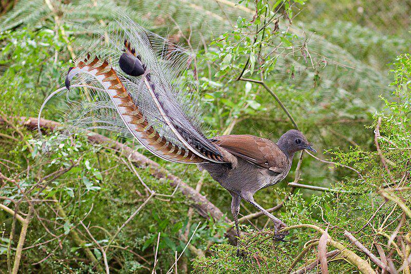 burung lyrebird (commons.wikimedia.org/fir0002)