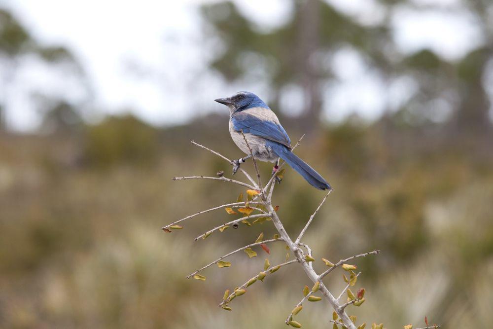 foto burung florida scrub jay (pxhere.com)