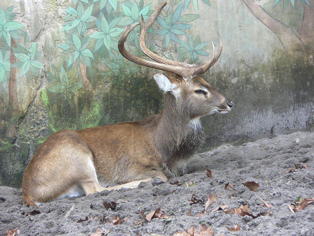 Rusa sangai (commons.wikimedia.org/Raul654)