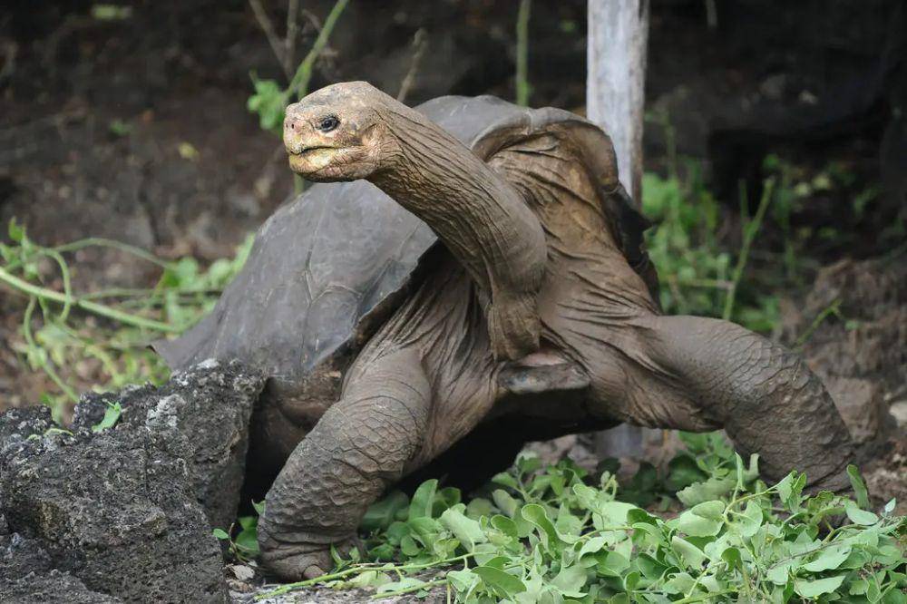 Lonesome George berusia lebih dari 100 tahun (nytimes.com)