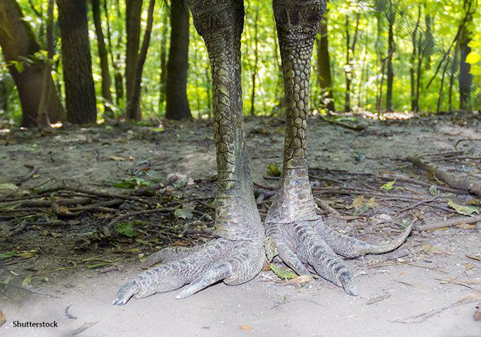 Cakar burung Cassowary. (www.guinnessworldrecords.com)