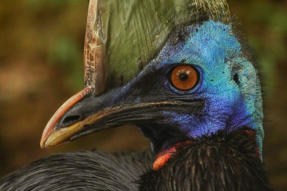 4 Fakta Cassowary, Burung asal Papua yang Paling Berbahaya di Dunia