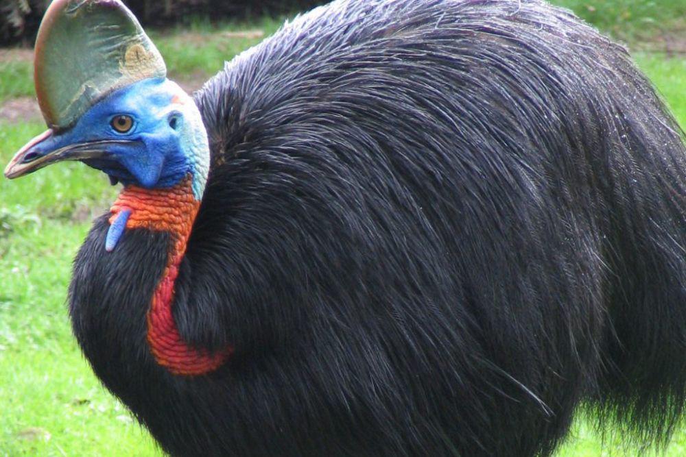 Burung Cassowary. (www.birdjoy.org)