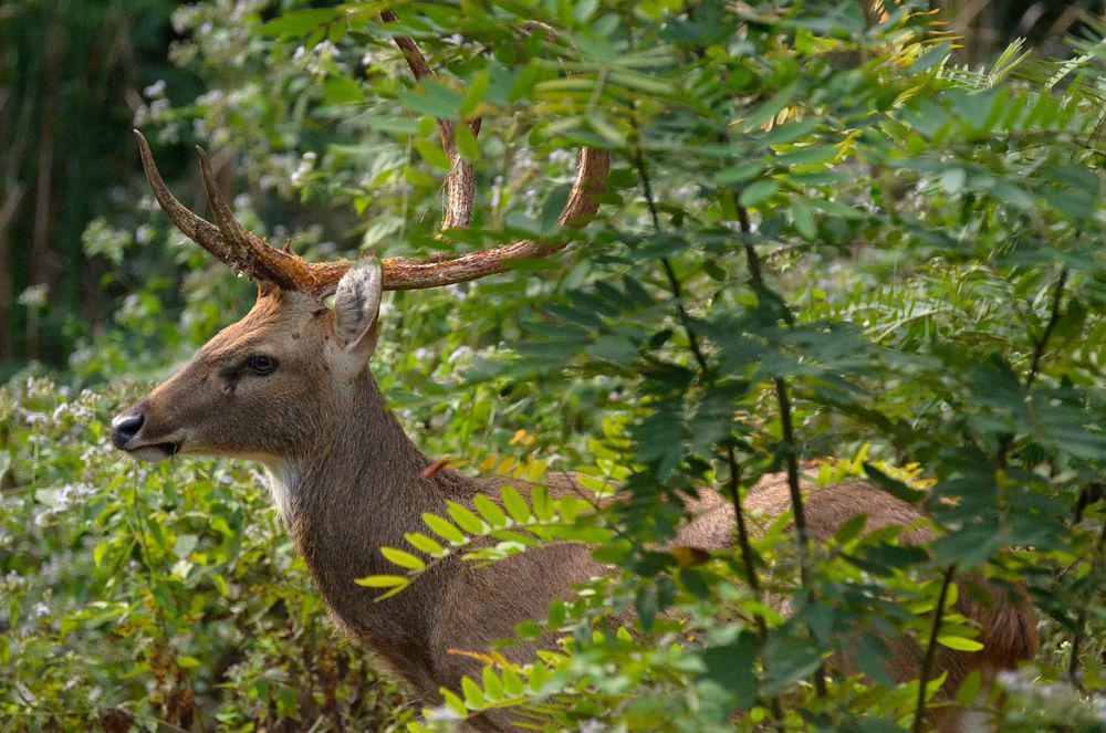 Rusa sangai (commons.wikimedia.org/วิชิต กองคำ)