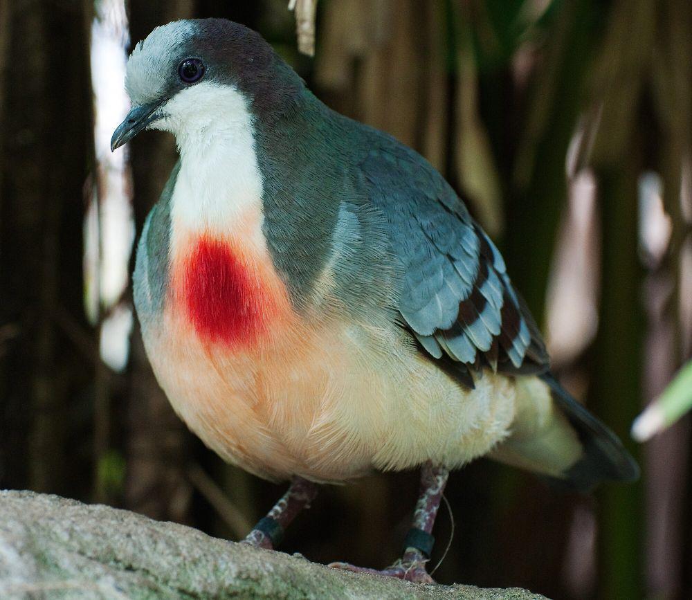 Luzon bleeding-heart (commons.m.wikimedia.org/Kao-Tai)