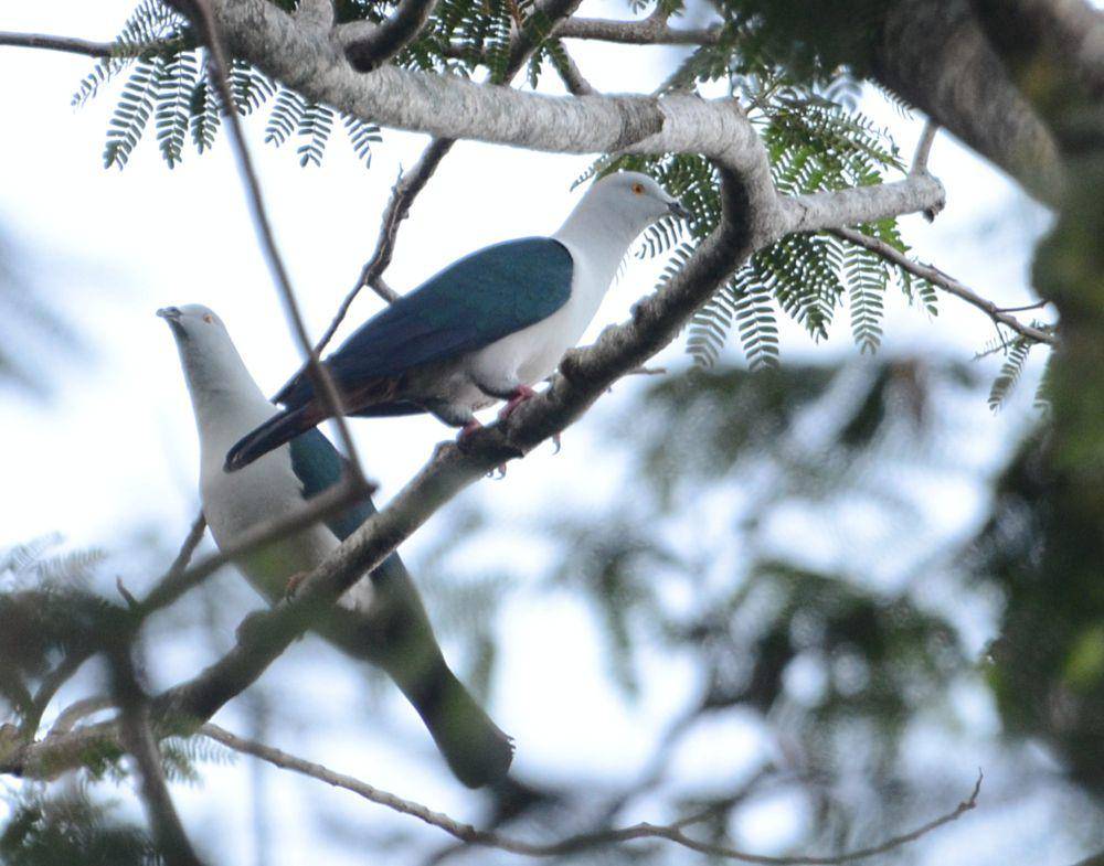 Pergam tarut (commons.m.wikimedia.org/Arief Rahman)