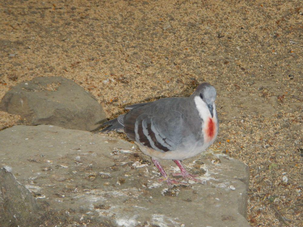 Luzon bleeding-heart (commons.m.wikimedia.org/Ramon FVelasquez)