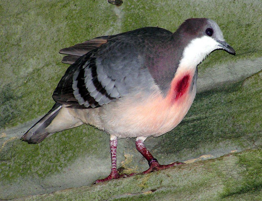 Luzon bleeding-heart (commons.m.wikimedia.org/Adrian Pingstone)
