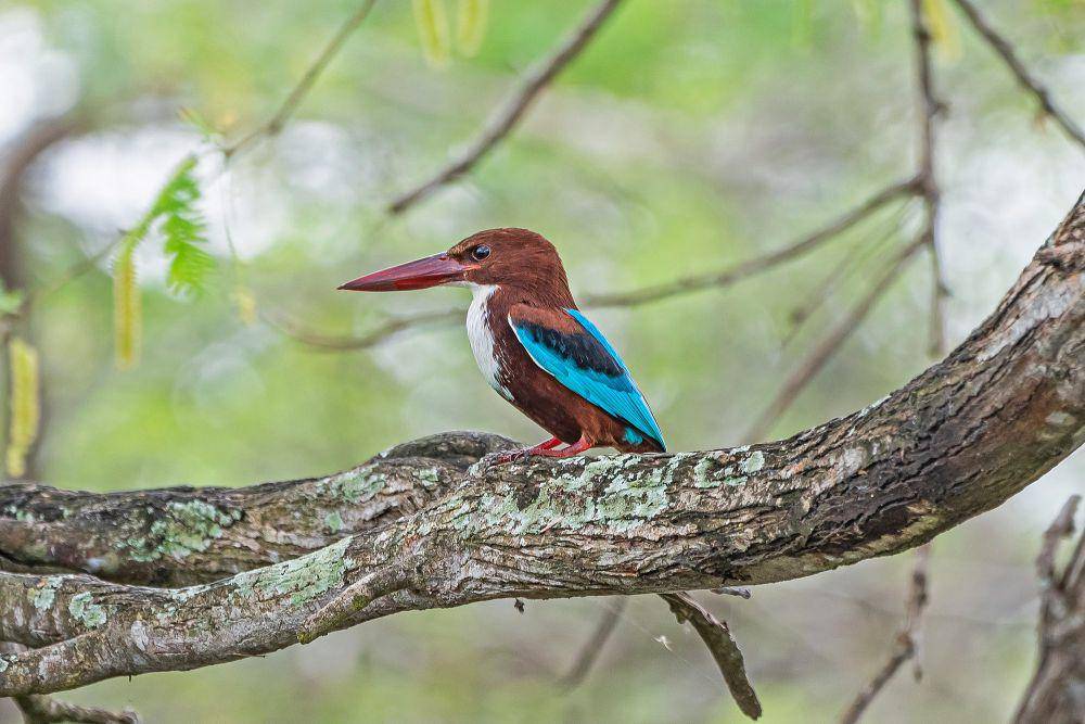 Cekakak belukar (commons.m.wikimedia.org/A.Savin)
