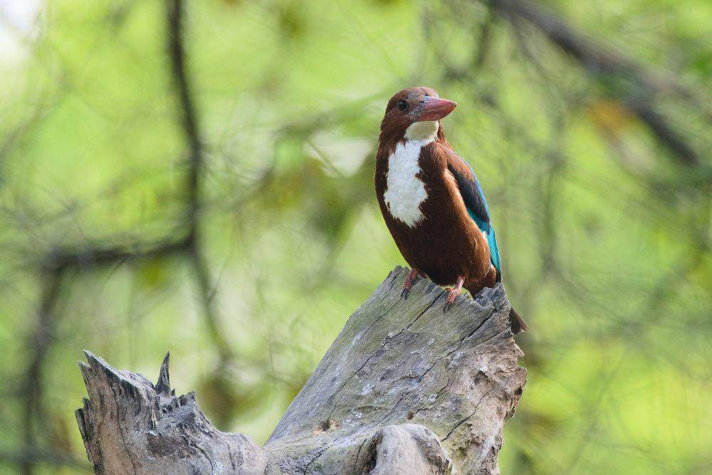 Cekakak belukar (commons.m.wikimedia.org/Satdeep Gill)