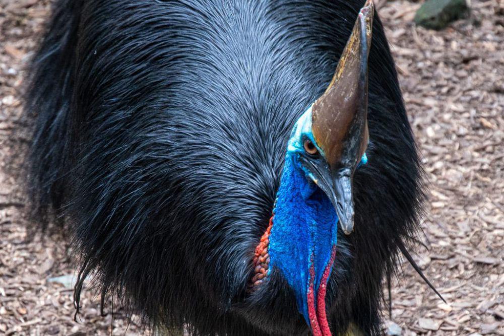 Burung Cassowary. (www.birdjoy.org)