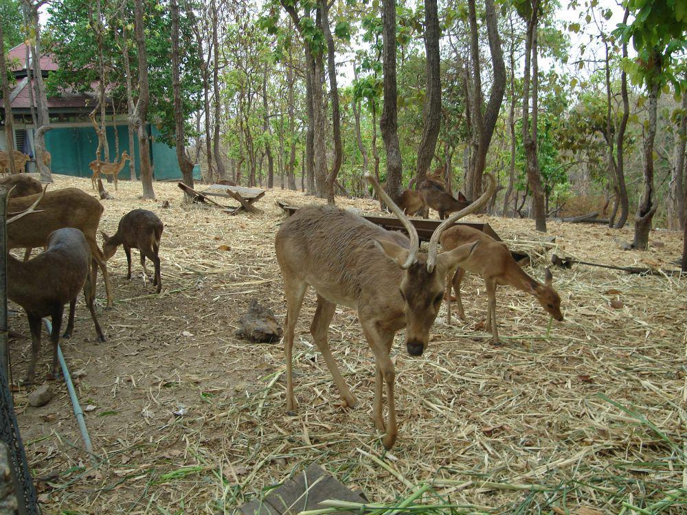 Rusa sangai (commons.wikimedia.org/Love Krittaya)