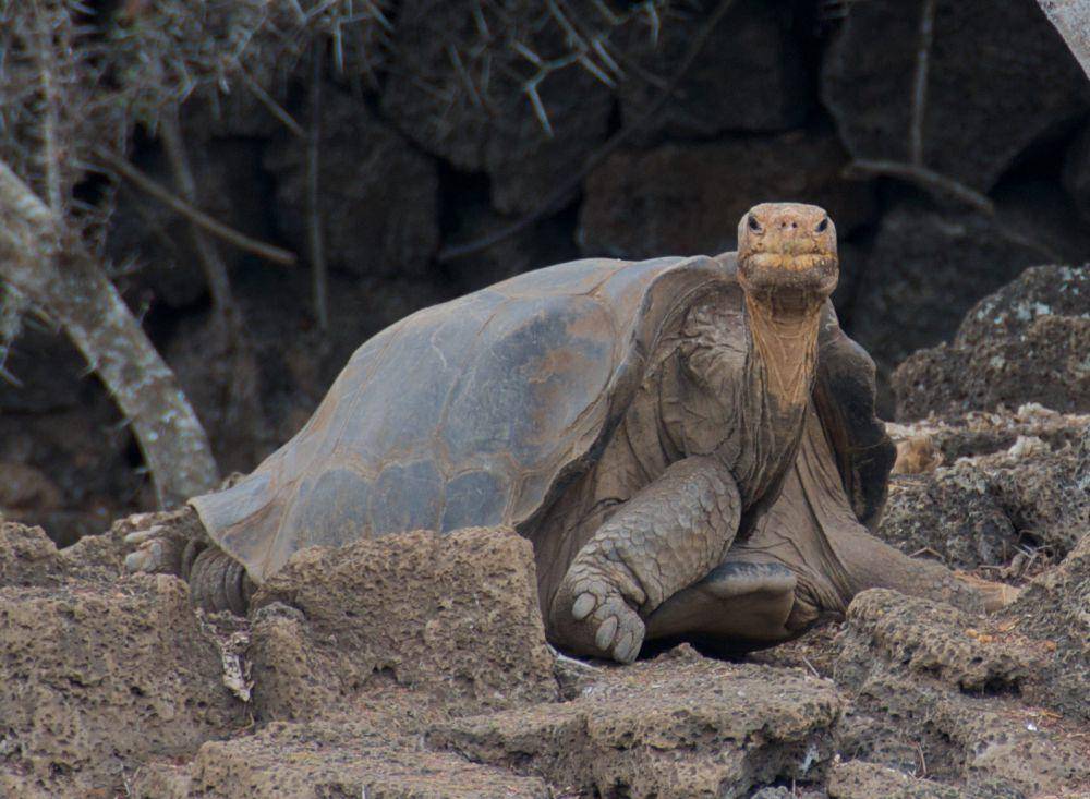 Lonesome George ditemukan tahun 1971 (flickr.com/A.Davey)