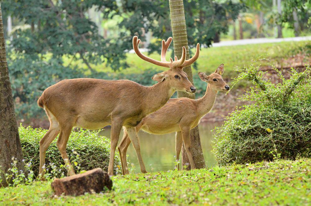 Rusa sangai (commons.wikimedia.org/วิชิต กองคำ)