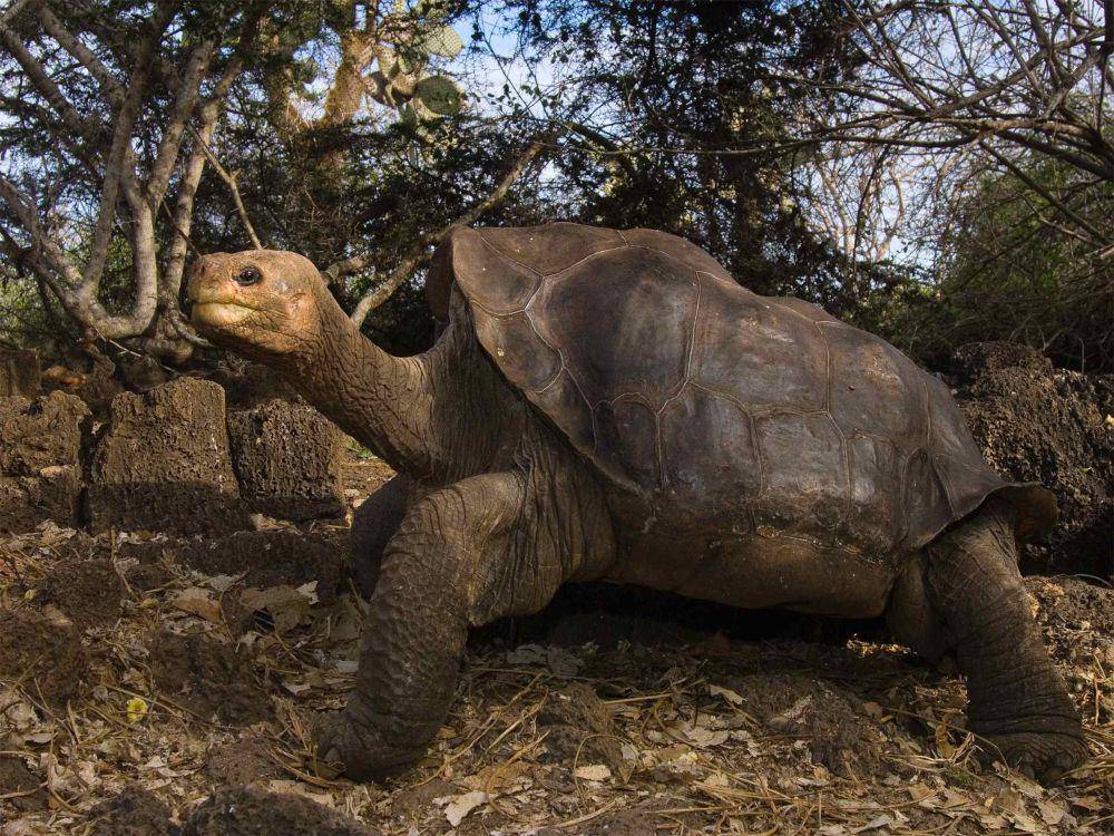 Lonesome George meninggal pada tahun 2012 (nationalgeographic.com)