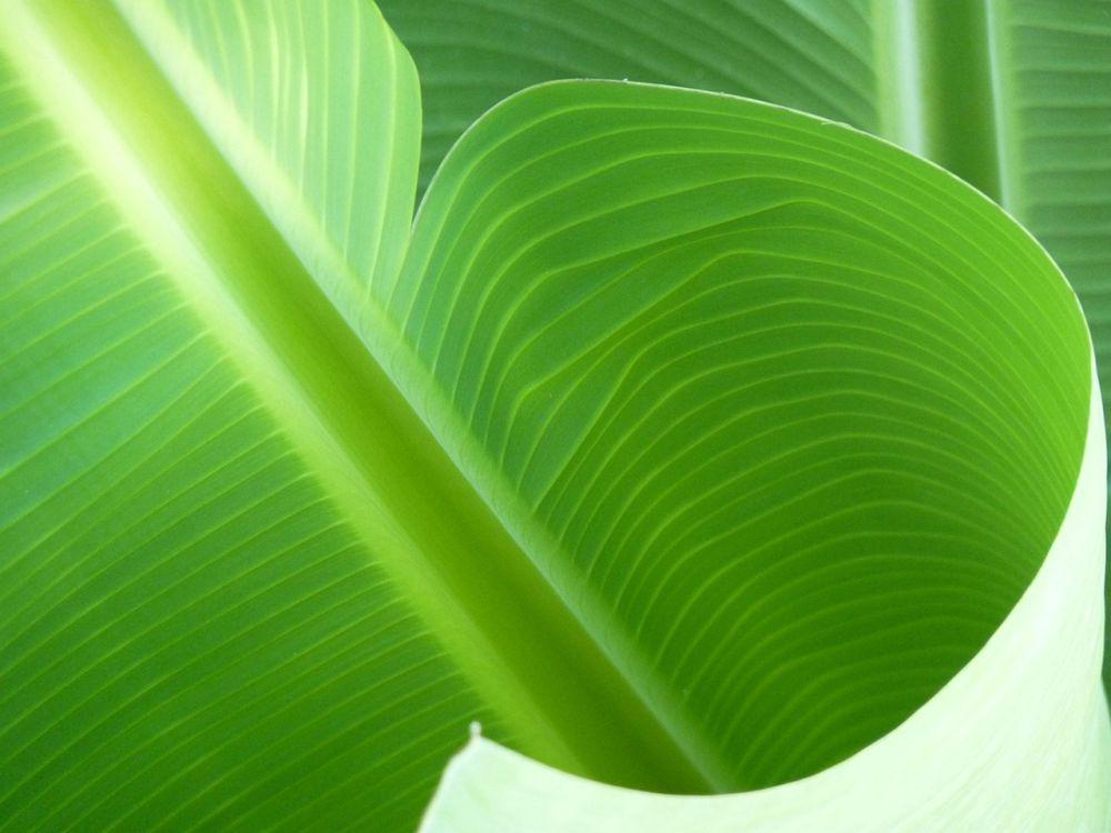 ilustrasi daun pisang (pixabay.com/Yves Bernardi)